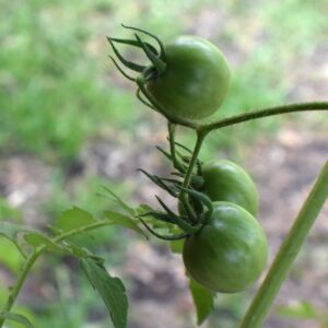 green tomatoes, tomatoes, garden-8062085.jpg