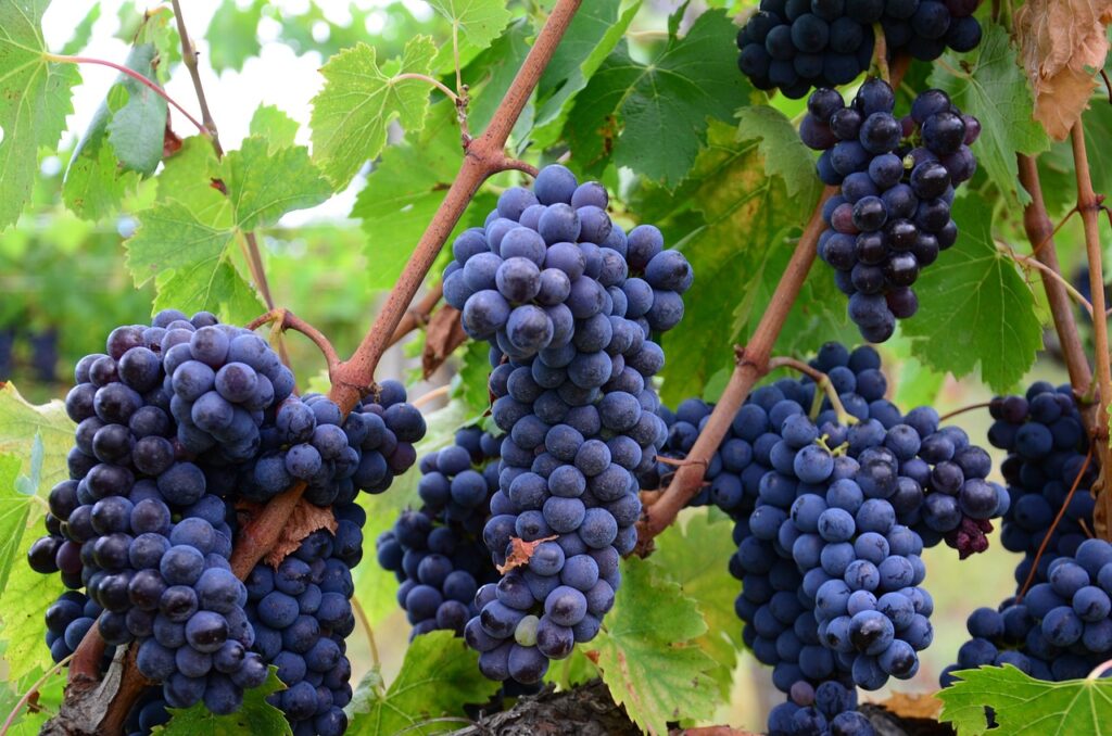 italy, vineyard grapes, wine-851204.jpg