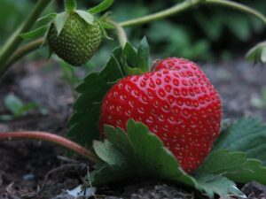 strawberry, elsanta, collecting nut fruit-4243131.jpg