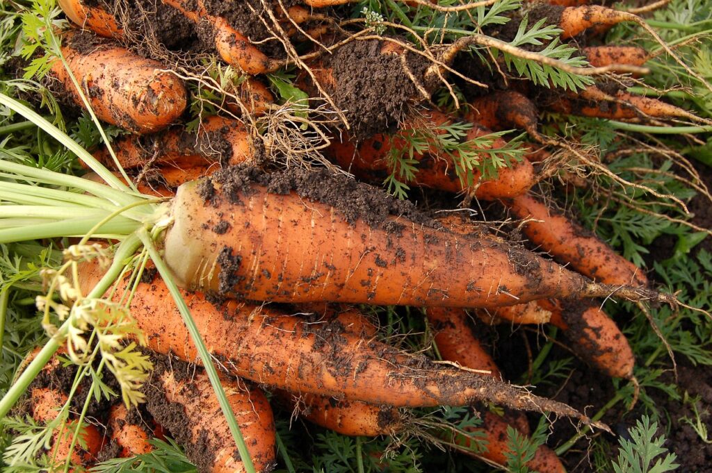 carrot, vegetable garden, plant-551661.jpg