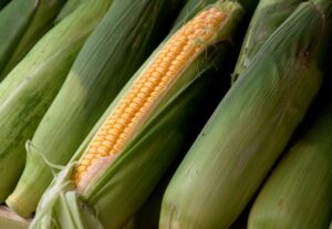 corn, corncob, sweet corn-5596907.jpg