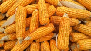 corn, food, organic-1726017.jpg