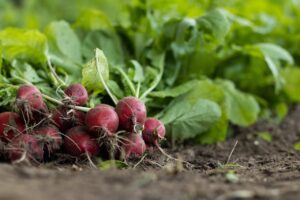 garden radish, vegetables, food-7300875.jpg